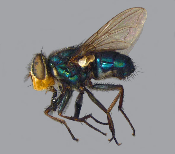 Cochliomyia macellaria